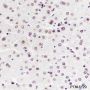Anti-NPM1 Rabbit mAb
