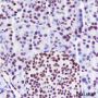 Anti-NPM1 Rabbit mAb