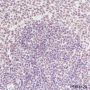 Anti-NPM1 Rabbit mAb