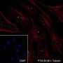 Anti-NPM1 Rabbit mAb