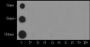 Anti-Trimethyl-Histone H3 (Lys4) Rabbit pAb