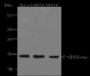 Anti-Trimethyl-Histone H3 (Lys4) Rabbit pAb