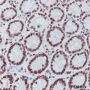 Anti-Trimethyl-Histone H3 (Lys4) Rabbit pAb