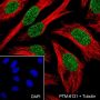 Anti-CDK4 Rabbit mAb