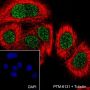Anti-CDK4 Rabbit mAb