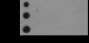 Anti-Monomethyl-Histone H3 (Lys9) Rabbit pAb