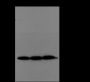 Anti-Monomethyl-Histone H3 (Lys9) Rabbit pAb