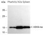 Anti-Monomethyl-Histone H3 (Lys9) Rabbit pAb