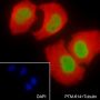 Anti-Monomethyl-Histone H3 (Lys9) Rabbit pAb