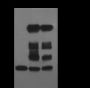 Anti-Monomethyl-Histone H3 (Lys9) Rabbit pAb