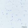 Anti-CD57 Mouse mAb