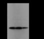 Anti-Dimethyl-Histone H3 (Lys9) Rabbit pAb