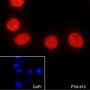 Anti-Dimethyl-Histone H3 (Lys9) Rabbit pAb