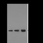 Anti-Dimethyl-Histone H3 (Lys9) Rabbit pAb