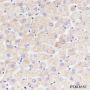 Anti-VDAC1/Porin Rabbit mAb