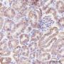 Anti-VDAC1/Porin Rabbit mAb