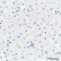 Anti-MAG Rabbit mAb