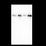 Anti-TPPII Mouse mAb