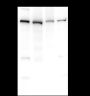 Anti-ROCK2 Rabbit mAb