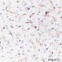 Anti-MHC Class I Rabbit mAb