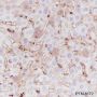 Anti-MHC Class I Rabbit mAb