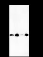 Anti-PGRMC1 Mouse mAb