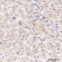 Anti-PGRMC1 Mouse mAb