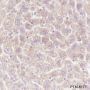 Anti-PGRMC1 Mouse mAb