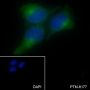 Anti-PGRMC1 Mouse mAb