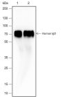 Anti-IgD Rabbit mAb
