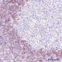 Anti-IgD Rabbit mAb