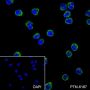 Anti-IgD Rabbit mAb