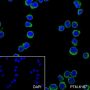 Anti-IgD Rabbit mAb