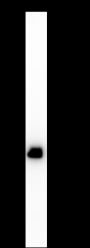 Anti-HSP27 Rabbit mAb