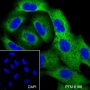 Anti-HSP27 Rabbit mAb