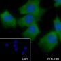 Anti-HSP27 Rabbit mAb