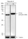 Anti-Phospho-PTP1B (Ser386) Rabbit mAb