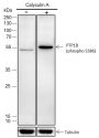 Anti-Phospho-PTP1B (Ser386) Rabbit mAb