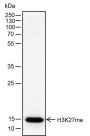 Anti-Monomethyl-Histone H3 (Lys27) Rabbit mAb