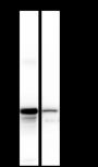 Anti-Keratin 13 Rabbit mAb