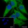 Anti-Keratin 13 Rabbit mAb