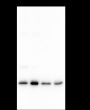Anti-HP1 alpha Rabbit mAb