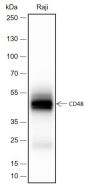 Anti-CD48 Rabbit mAb