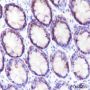 Anti-Caspase-6 Rabbit mAb