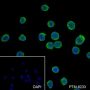 Anti-Caspase-6 Rabbit mAb