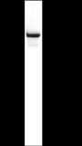 Anti-Lactoferrin Mouse mAb