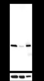 Anti-REDD1 Mouse mAb