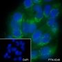 Anti-REDD1 Mouse mAb