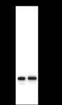 Anti-TC10 Mouse mAb