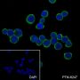 Anti-TC10 Mouse mAb